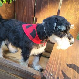 Bert - Miniature Schnauzer puppy from Bearded Dynasty Schnauzers