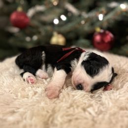 Countdown - Black and white female Sheepadoodle puppy in Vernonia, Oregon from Life Unleashed Farm