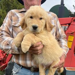 Jon Deer - Golden male Golden Retriever puppy in Concho, Arizona from Red Sky Ranch