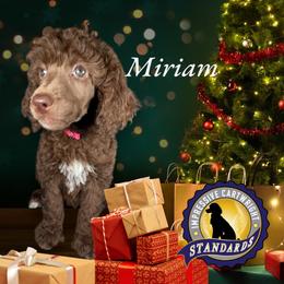 Poodle Puppies from Impressive Cartwright Poodles