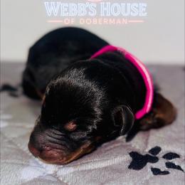 Hot Pink Collar Female - Black and rust female Doberman Pinscher puppy in Bargersville, Indiana from Webb’s House of Doberman LLC