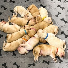 Golden Retriever Puppies from Ruff Life Goldens