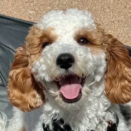 Hazie - Cavapoo