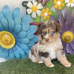 CeeDee - Red merle male Miniature Australian Shepherd puppy in Granbury, Texas from Texas Miniature Aussies