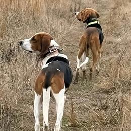 Treeing Walker Coonhound puppies from 3 Color Kennel