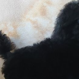 Boy 2 - Poodle puppy in Lebanon, Oregon from E-Lattion Miniature Poodles LLC