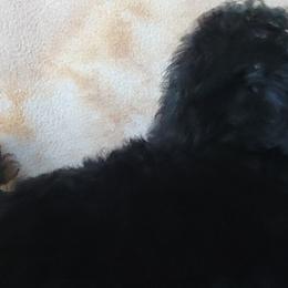 Boy 2 - Poodle puppy in Lebanon, Oregon from E-Lattion Miniature Poodles LLC