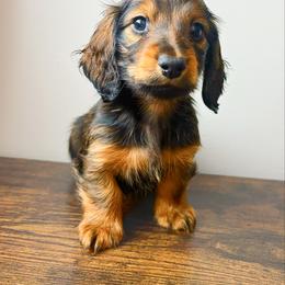 Zola 3200 - Red female Dachshund puppy in Sylvania, Alabama from Yancey’s Doxies