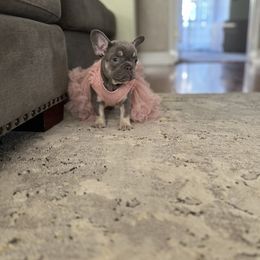 French Bulldog Puppies from Spoiled Frenchies