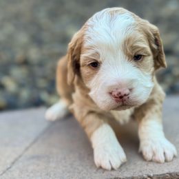 Rocky - Apricot male Goldendoodle puppy in Twin Falls, Idaho from Magic Valley Family Doodles