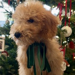 Red - Fawn and white male Sheepadoodle puppy in La Habra, California from Real Doodles of OC