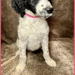 Goldendoodle Puppies from Roch Dog Ranch
