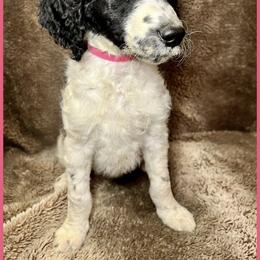 Goldendoodle Puppies from Roch Dog Ranch