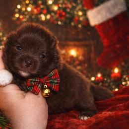 Noel - Chocolate female Pomeranian puppy in Sandia, Texas from Broken Arrow Poms