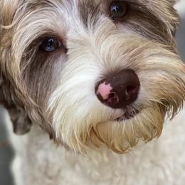 Australian Labradoodles and Cockapoos from Watermill Doodles of WNC