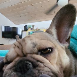 French Bulldog Puppies from PHP's Starbulls