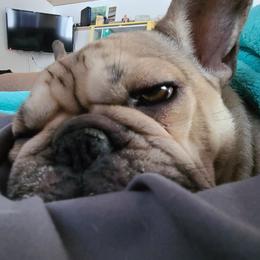 French Bulldog Puppies from PHP's Starbulls