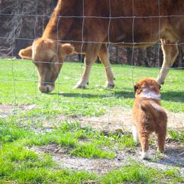 English Shepherd Puppies from Town & Country English Shepherds