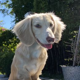 Brulee - Dachshund