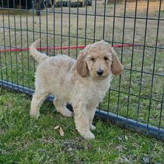 Pebbles - White female Irish Doodle puppy in Bonifay, Florida from Heavenly Poodles