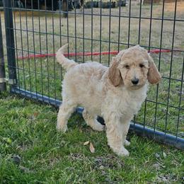 Pebbles - White female Irish Doodle puppy in Bonifay, Florida from Heavenly Poodles