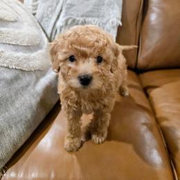Honey - Apricot female Goldendoodle puppy in Mohnton, Pennsylvania from Stony Meadow Puppies