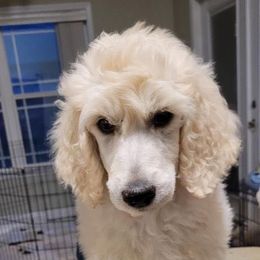 Boy 3 - White Poodle puppy in Jay, Florida from Purpose Bred Poodles