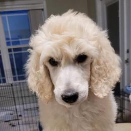 Boy 3 - White Poodle puppy in Jay, Florida from Purpose Bred Poodles