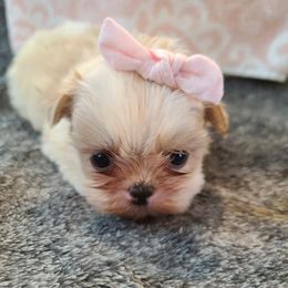 Shih Tzu Puppies from FurryTails Shih-tzu