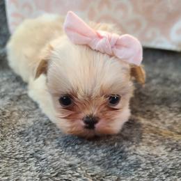 Shih Tzu Puppies from FurryTails Shih-tzu