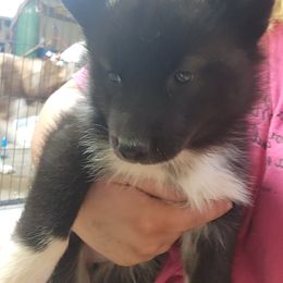 Siberian Husky Puppies from Spirit of the Moon Siberians