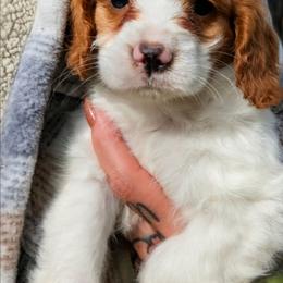 Aspen - Blenheim female Cavapoo puppy in Sisters, Oregon from Saunders Hideaway Homestead