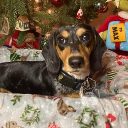 Darla - Dachshund