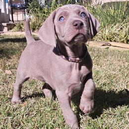 Weimaraners from Colfaidar Weimaraners