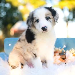 Sage - Blue merle male Border Collie puppy in Conway, Missouri from 2J 2K Border Collies | Maremma Sheepdogs