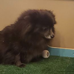 Pomeranians from Saving Grace Farms