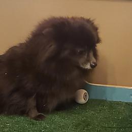Pomeranians from Saving Grace Farms