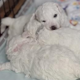 Bichon Frise puppies from Bichon Heaven