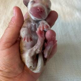 Ginger - Cream female Dachshund puppy in Sebring, Florida from Mini Weenies