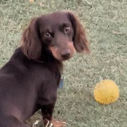 Poods - Dachshund