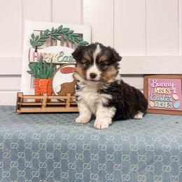 Noble-- Fluffy - White and black male Pembroke Welsh Corgi puppy in Oak City, Utah from Shells’ Corgis