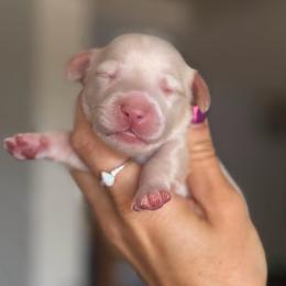 Super Light Cream Boy - Cream male Dachshund puppy in North Branch, Michigan from Doxie View Acres