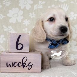 Milo AKC Long Hair - Cream male Dachshund puppy in South Easton, Massachusetts from Depot Dachsies