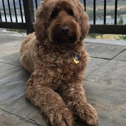 Australian Labradoodle All Grown Up from Shedless in Seattle Labradoodles