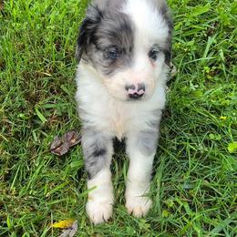 Duck - Black and white male Aussiedoodle puppy in Morganton, North Carolina from David Shields