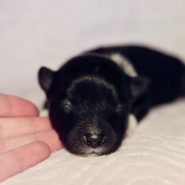 Miniature Australian Shepherd Puppies from Garay Mini Aussies