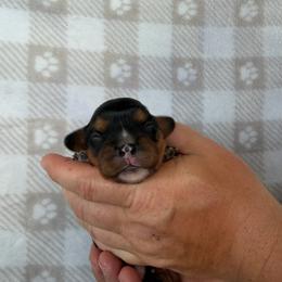 Maizie - Black and tan female Cavalier King Charles Spaniel puppy in Gonzales, Texas from Veach Cavaliers & Farm