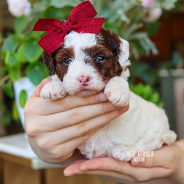 Lux - Brown and white female Bernedoodle puppy in Salado, Texas from Red Ranch Dogs
