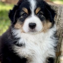 Australian Shepherd Puppies from Mountain Trail Aussies