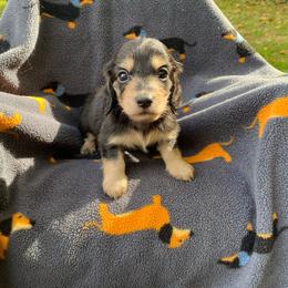 Beanie (Caramel Apple) - Black and cream female Dachshund puppy in Wolf Lake, Indiana from Canisteo Dachshunds